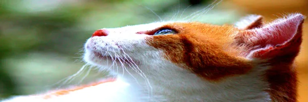 Cat profile content-aware expanded to 3:1 Twitter header with the cat undistorted