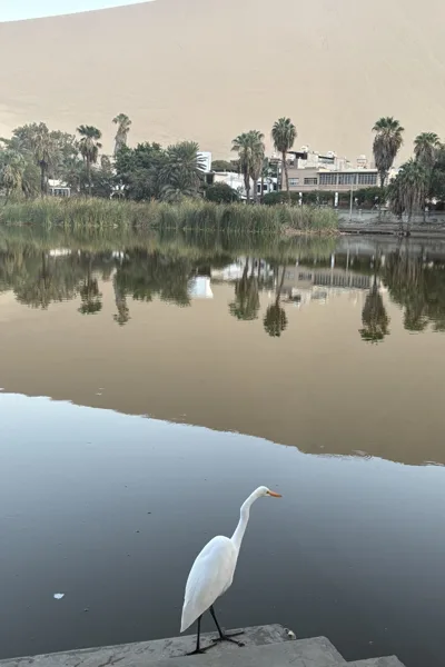 White egret at a lake, content-aware scaled to 2:3 Pinterest pin with the bird undistorted