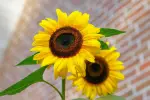 Sunflower photo content-aware scaled to 2:3 Pinterest pin